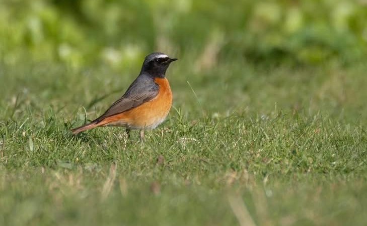 Common Redstart - Bethan Clyne.