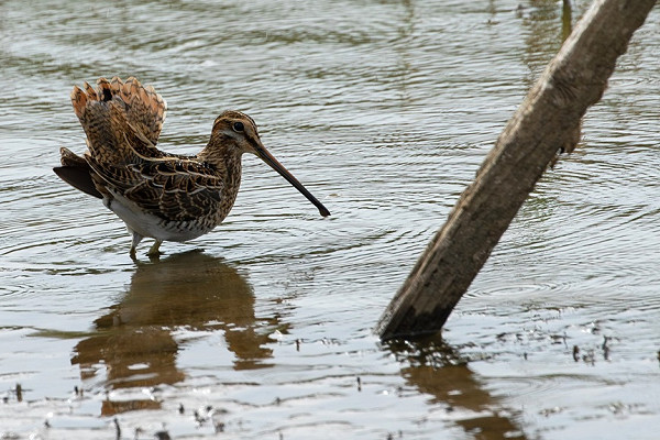 Common Snipe - Bethan Clyne.