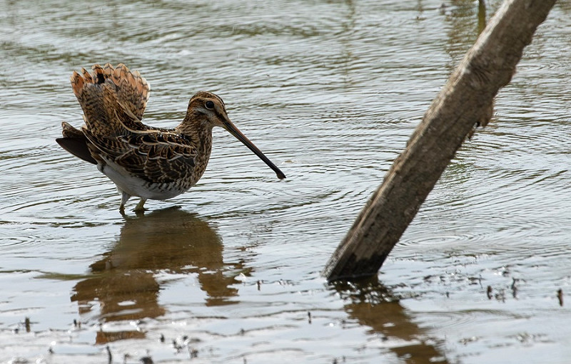 Common Snipe - Bethan Clyne.
