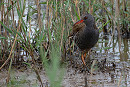 Water Rail - Bethan Clyne.