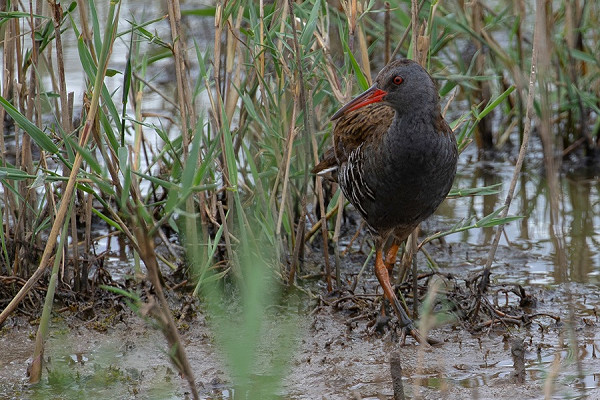 Water Rail - Bethan Clyne.