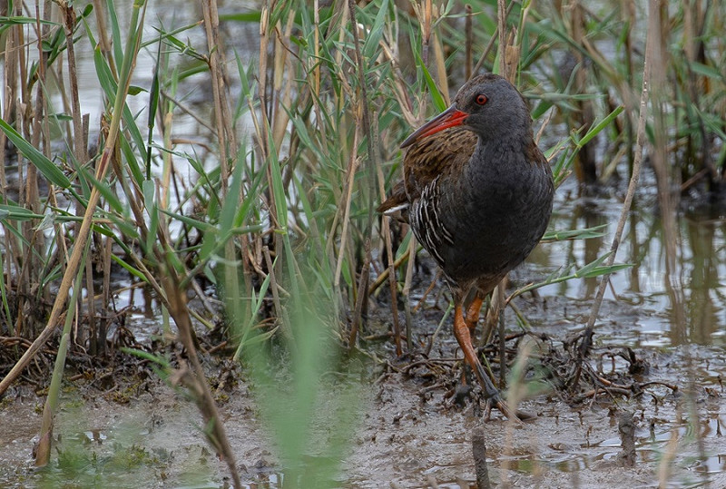 Water Rail - Bethan Clyne.