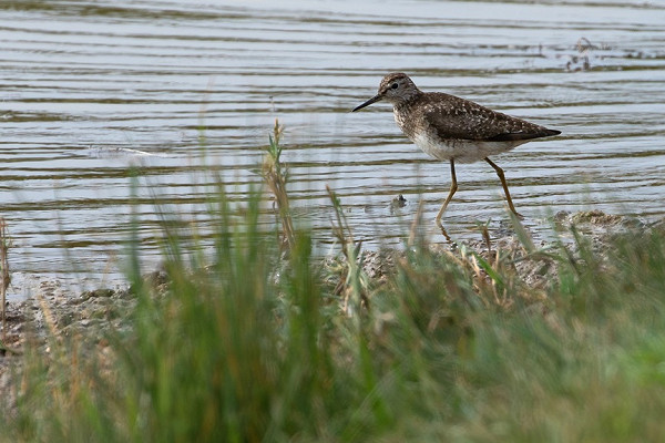 Wood Sandpiper - Bethan Clyne.
