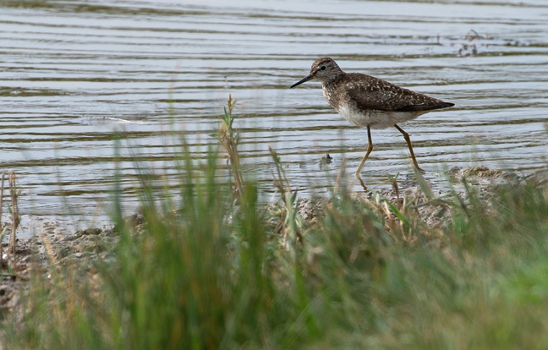 Wood Sandpiper - Bethan Clyne.