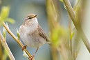 Willow Warbler. Bethan Clyne.