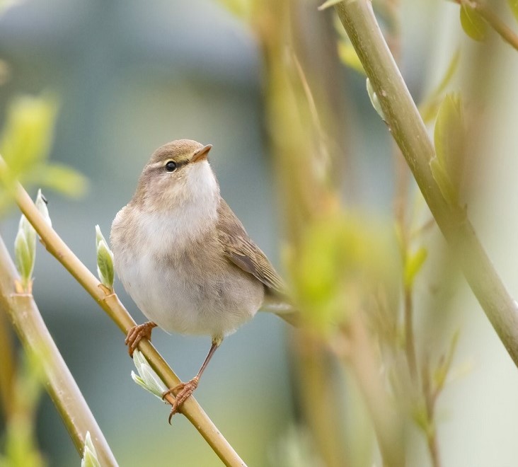 Willow Warbler. Bethan Clyne.