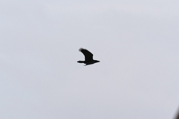 Bird sightings Monday, 23 February 2026