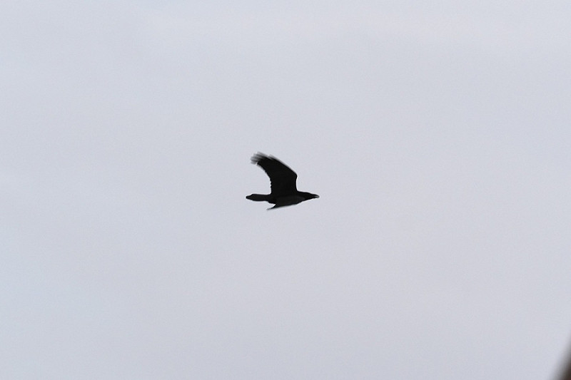 Raven - Paul French.