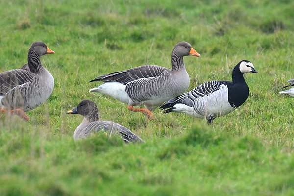 Tundra Bean Goose, Barnacle Goose and Greylags - Thomas Willoughby.