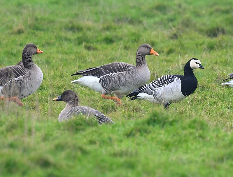 Tundra Bean Goose, Barnacle Goose and Greylags - Thomas Willoughby.