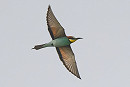 Bee-eater - Thomas Willoughby.