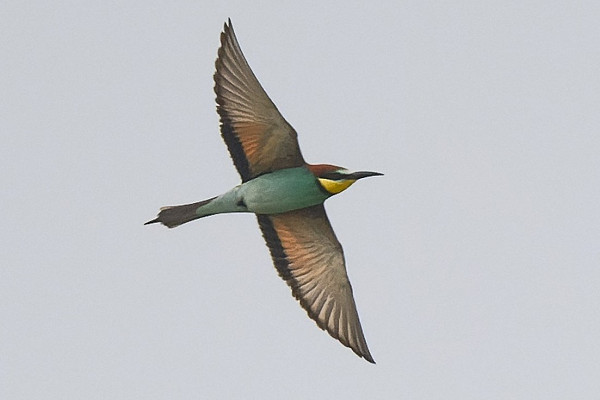 Bee-eater - Thomas Willoughby.