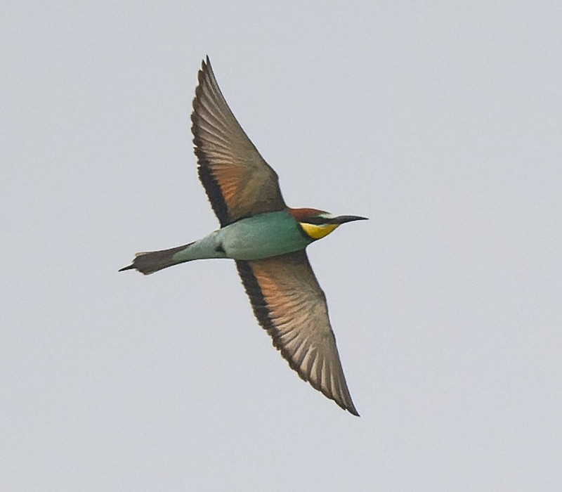 Bee-eater - Thomas Willoughby.