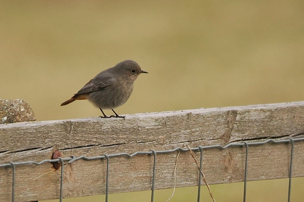 Bird sightings Sunday, 16 March 2025