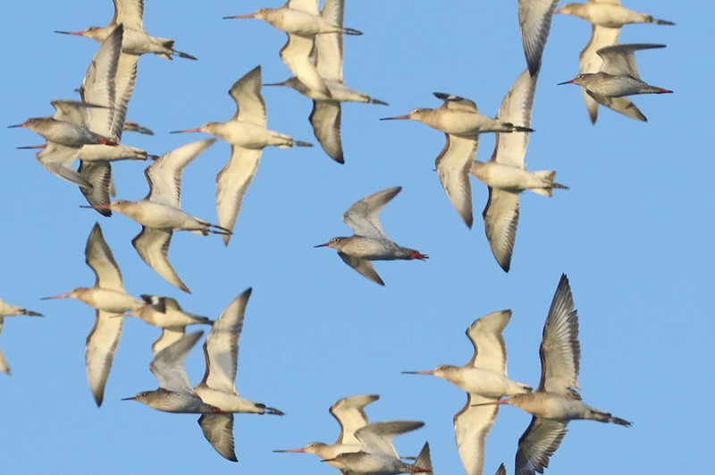 Black-tailed Godwits and Redshanks - Denise Shields.