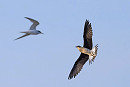 Black-winged Pratincole - Thomas Willoughby.