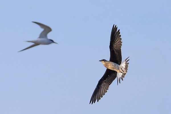 Black-winged Pratincole - Thomas Willoughby.