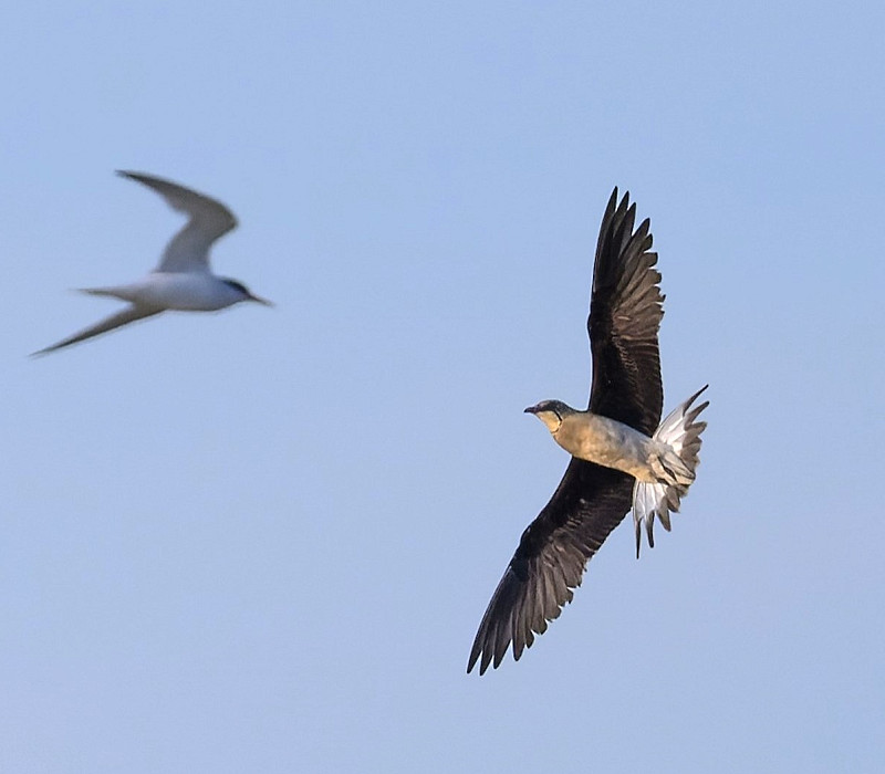 Black-winged Pratincole - Thomas Willoughby.