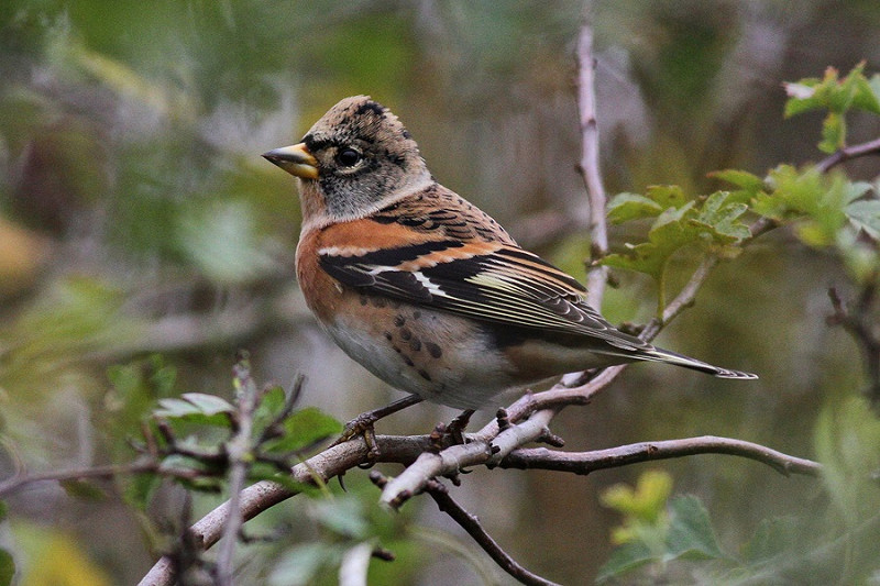 Brambling - Richard Willison.