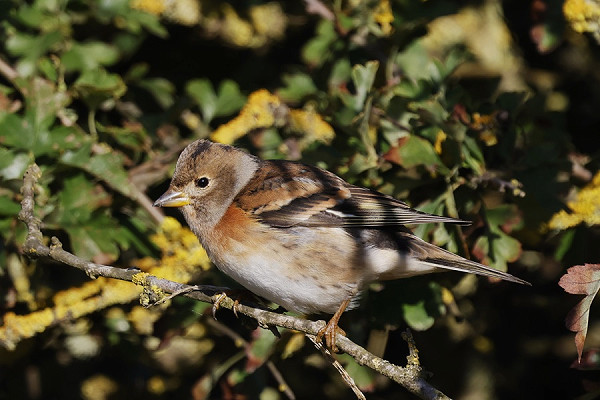 Brambling - Tim Jump.