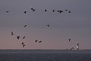 Brent Geese and Curlews over the Humber - Harry Appleyard.