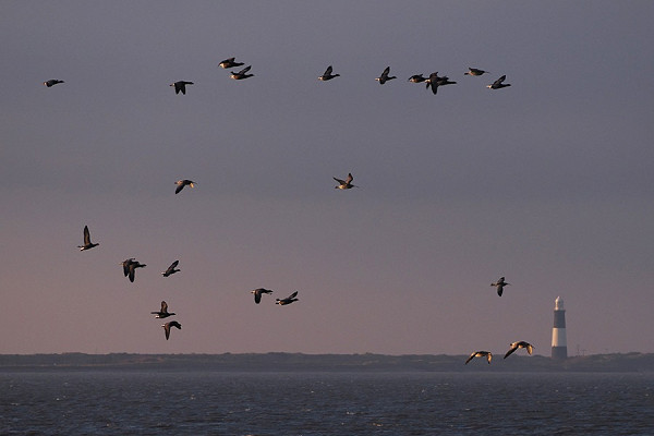 Brent Geese and Curlews over the Humber - Harry Appleyard.