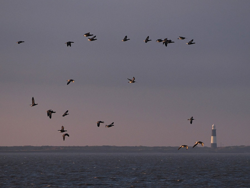 Brent Geese and Curlews over the Humber - Harry Appleyard.