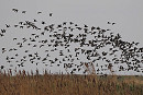 Brent Geese - Harry Appleyard.