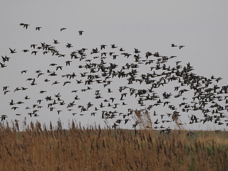 Brent Geese - Harry Appleyard.