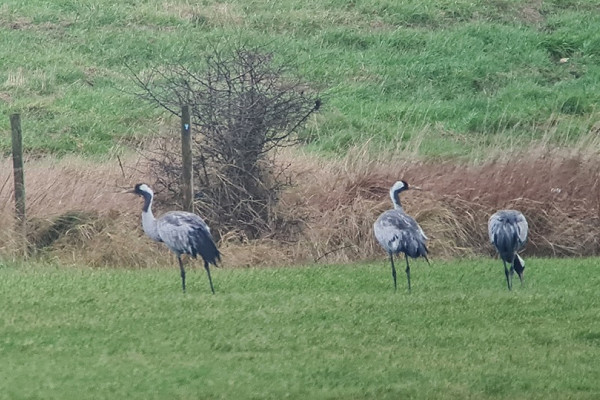 Cranes - Paul French.