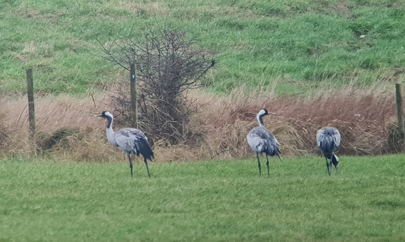 Cranes - Paul French.