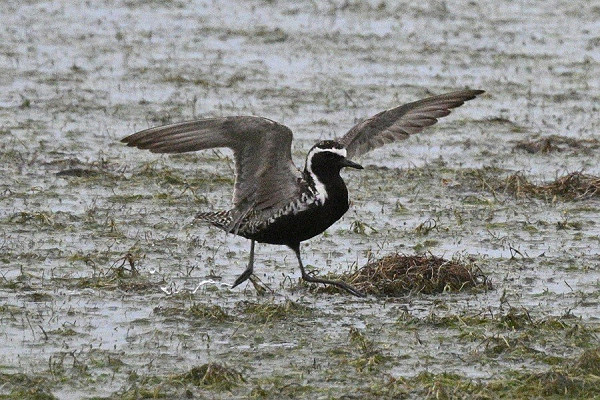 Pacific Golden Plover - Thomas Willoughby. The obvious broken white line down the flanks.