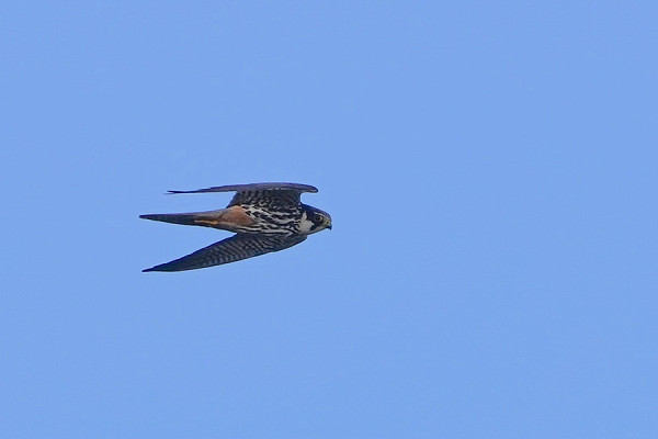 Bird sightings Friday, 11 September 2026