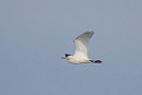 Cattle Egret - Harry Appleyard.