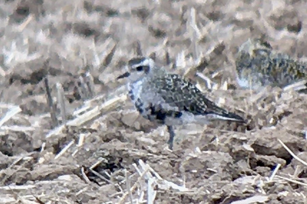 American Golden Plover - Colin Bushell.