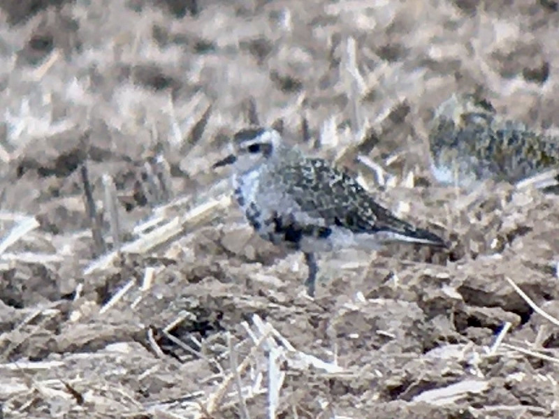 American Golden Plover - Colin Bushell.