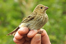 Common Rosefinch - Colin Bushell.