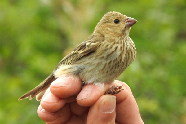 Common Rosefinch - Colin Bushell.