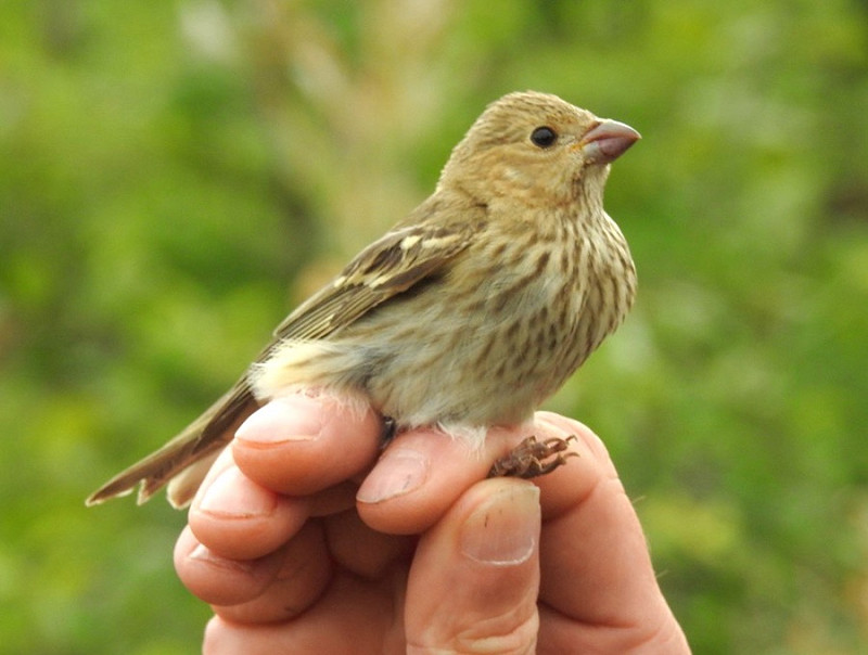 Common Rosefinch - Colin Bushell.