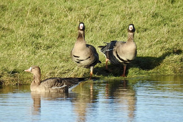 Russian White-fronted Geese - Colin Bushell.