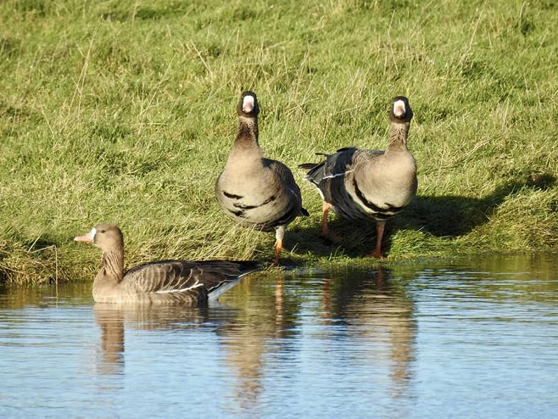 Russian White-fronted Geese - Colin Bushell.