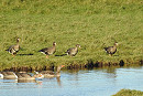 Russian White-fronted Geese with Greylags - Colin Bushell.