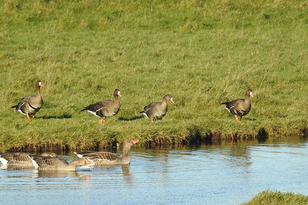 Russian White-fronted Geese with Greylags - Colin Bushell.