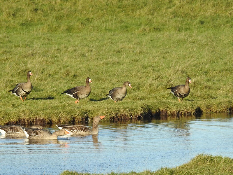 Russian White-fronted Geese with Greylags - Colin Bushell.