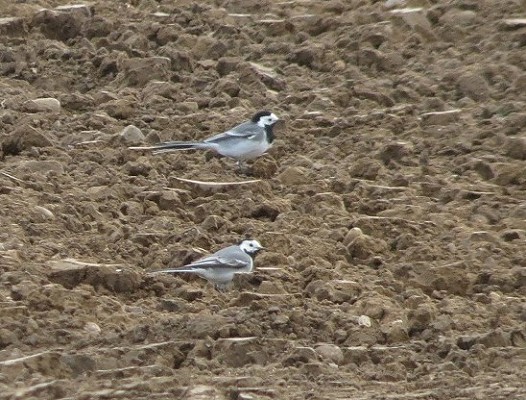 White Wagtails. Colin Bushell.