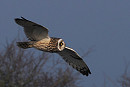 Short-eared Owl - Harry Appleyard.