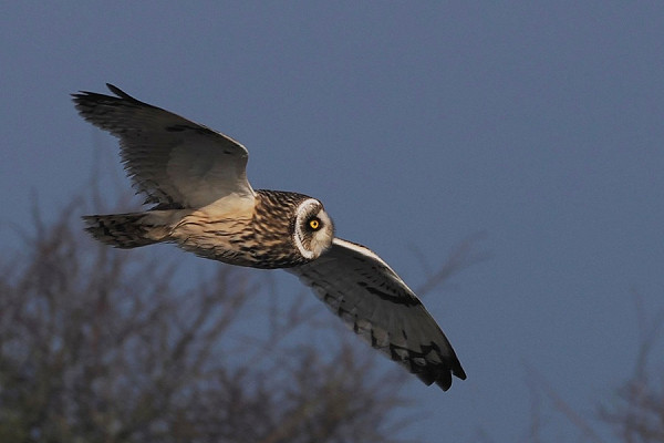 Short-eared Owl - Harry Appleyard.