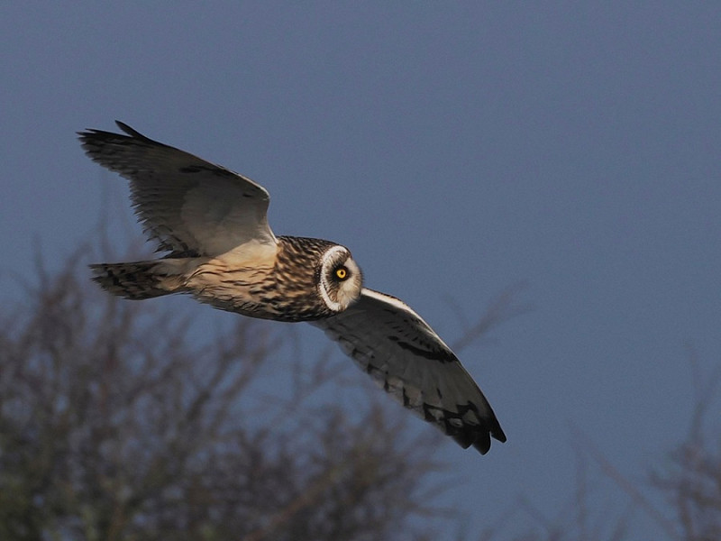 Short-eared Owl - Harry Appleyard.