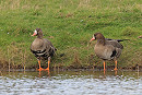 White-fronted Geese - Dave Constantine. .