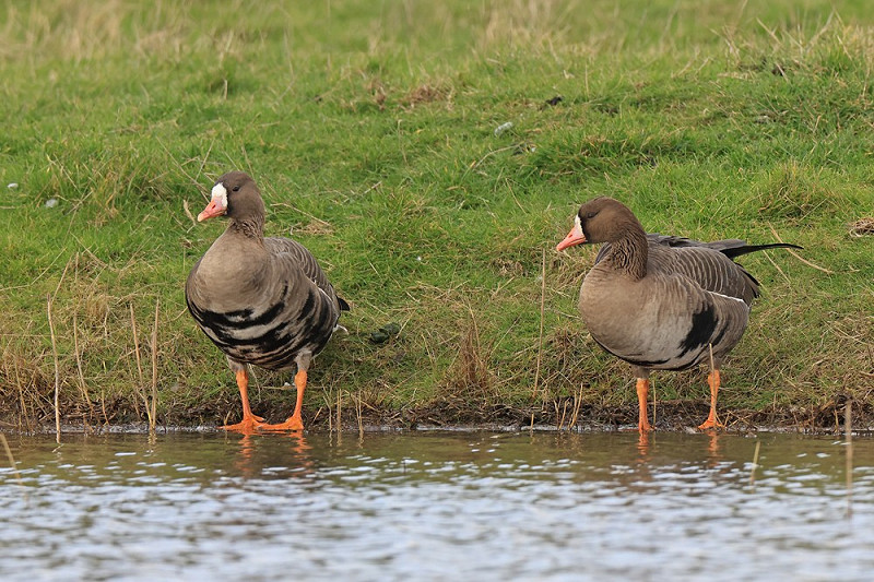 White-fronted Geese - Dave Constantine. .